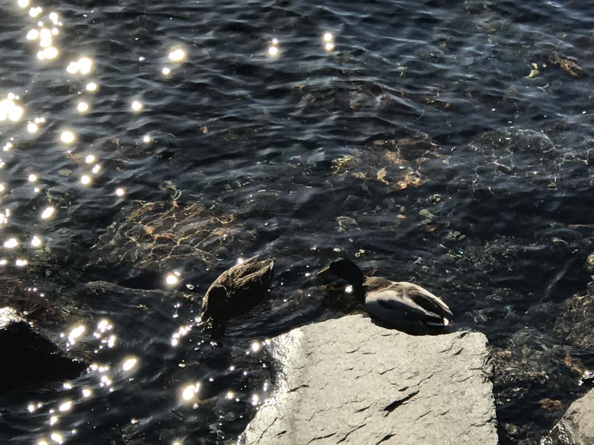 Casa Realba Leilighet Brissago Eksteriør bilde